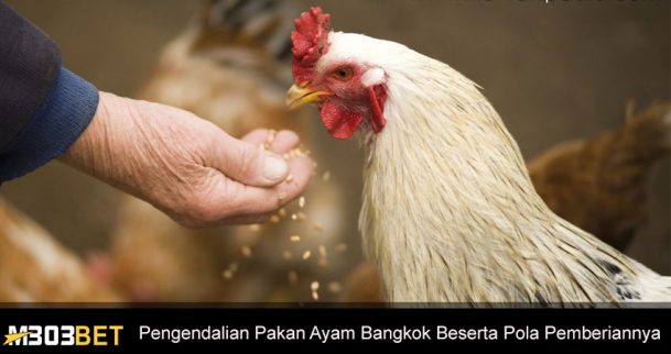 Pengendalian Pakan Ayam Bangkok Beserta Pola Pemberiannya